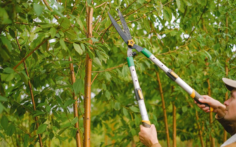Tree trimming in Chignik Lake, AK